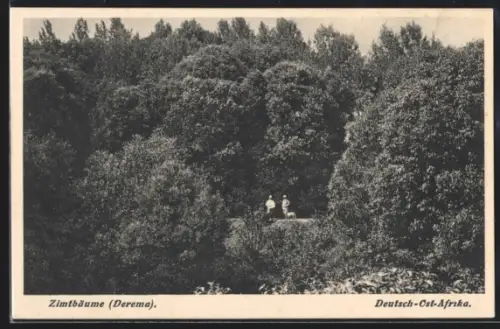 AK Deutsch-Ost-Afrika, Zimtbäume, Derema
