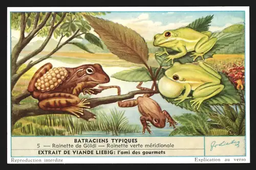 6 Sammelbilder Liebig, Serie Nr. 1661: Batraciens Typiques, Pipa Américain, Cératophrys à cornes, Hémiphracte à bouclier