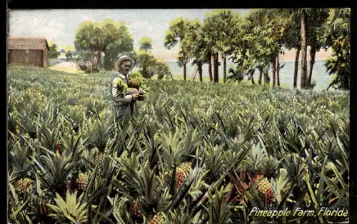 AK Florida, Pineapple Farm, Bauer auf Feld voller Annanas