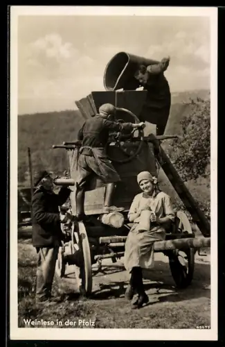 Foto-AK Weinlesein der Pfalz, Winzer pressen Trauben