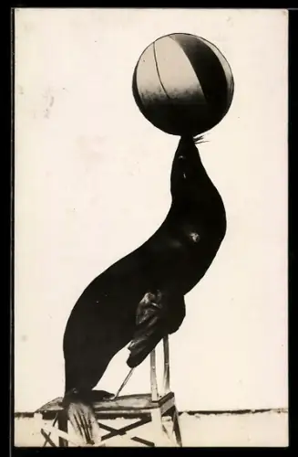 Foto-AK Dressur, Seehund balanciert einen Ball auf de Schnauze