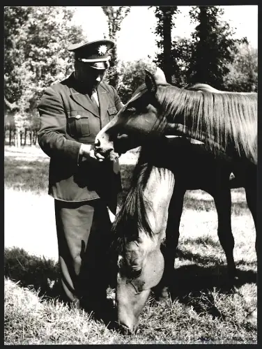 Fotografie H. Förster-Heinzel, Frankfurt /Main, Westendstr. 29, Polizist mit zwei Pferden auf einer Wiese, Polizei