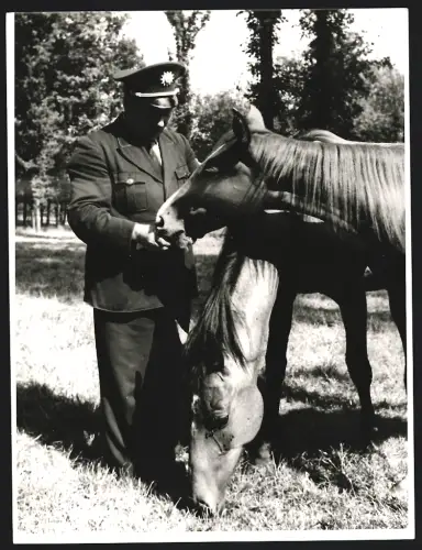 Fotografie Polizist füttert ein Pferd auf einer Wiese, Polizei, Grossformat 25 x 19cm