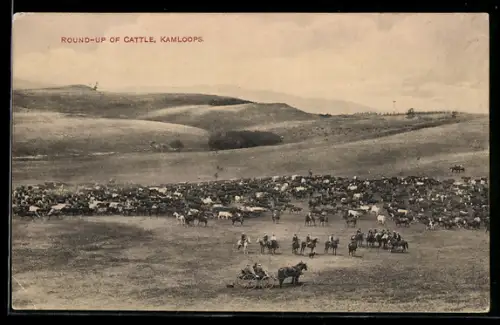 AK Kamloops, Round-up of cattle