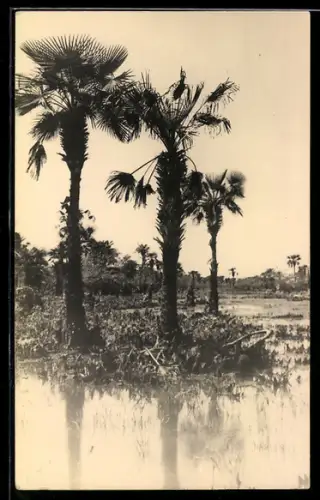 AK Barranquilla, At the beginning of the Canes near Barranquilla
