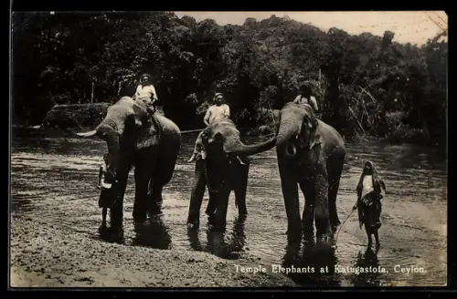 AK Kandy, Temple Elephants at Katugastota River, Tempelelefanten
