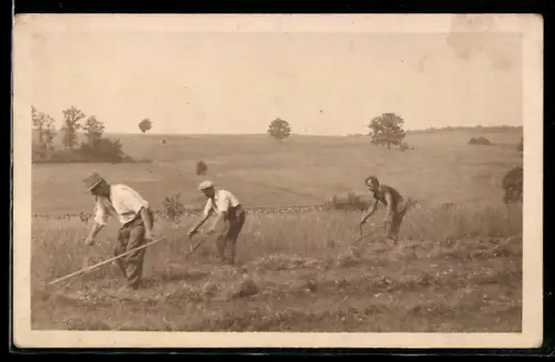 Foto-AK Landarbeiter mit Sensen bei der Ernte, Landwirtschaft