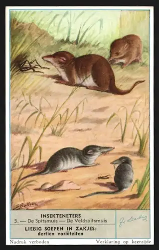 Sammelbild Liebig, Insekteneters, De Spitsmuis, De Veldspitsmuis