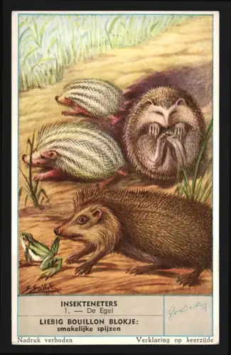 Sammelbild Liebig, Insekteneters, De Egel