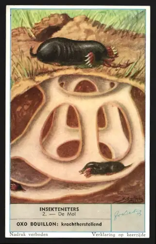 Sammelbild Liebig, Insekteneters, De Mol
