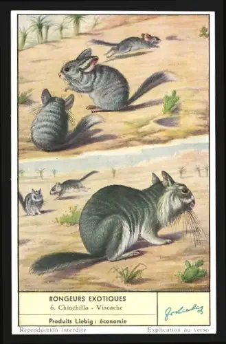 Sammelbild Liebig, Rongeurs Exotiques, Chinchilla, Viscache