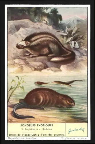 Sammelbild Liebig, Rongeurs Exotiques, Lophiomys, Ondatra