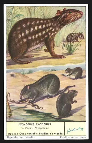 Sammelbild Liebig, Rongeurs Exotiques, Paca, Myopotame