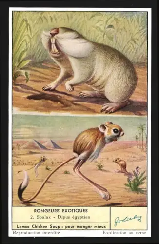 Sammelbild Liebig, Rongeurs Exotiques, Spalax, Dipus égyptien