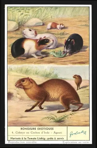 Sammelbild Liebig, Rongeurs Exotiques, Cobayeou Cochon d`Inde, Agouti