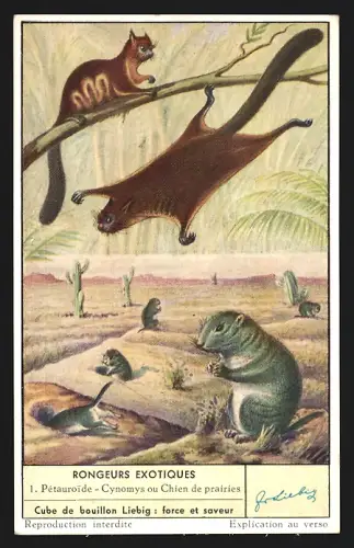 Sammelbild Liebig, Rongeurs Exotiques, Pétauroide, Cynomys ou Chien de prairies