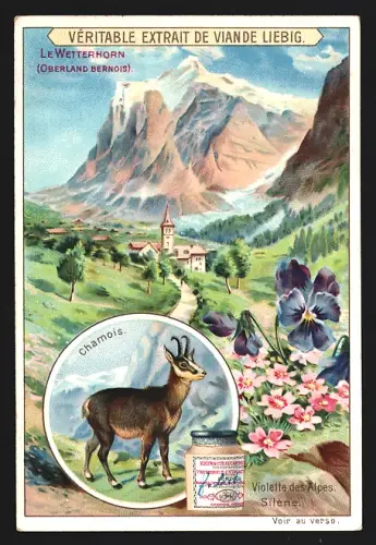 Sammelbild Liebig, Le Wetterhorn, Oberland Bernois, Chamois, Violette des Alpes