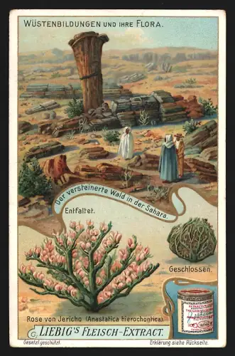 Sammelbild Liebig, Wüstenbildungen und ihre Flora, Der versteinerte Wald in der Sahara