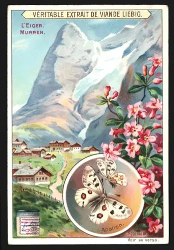 Sammelbild Liebig, L`Eiger, Murren, Apollon, Rose des Alpes