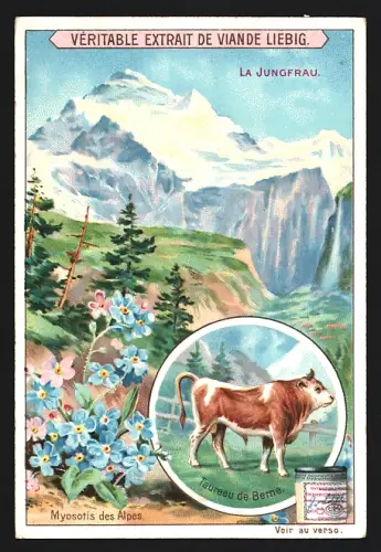 Sammelbild Liebig, La Jungfrau, Myosotis des Alpes, Taureau de Berne