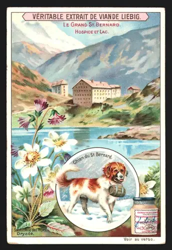 Sammelbild Liebig, Le Grand St. Bernard, Hospice et Lac, Chien du St. Bernard