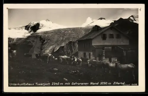 AK Tuxerjochhütte, Berghütte mit Gefrorener Wand und Kühen, Zillertal