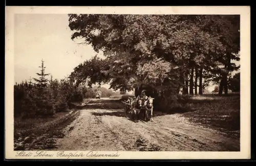 AK Wien, Städt. Lobau, Rastplatz Ochsenweide