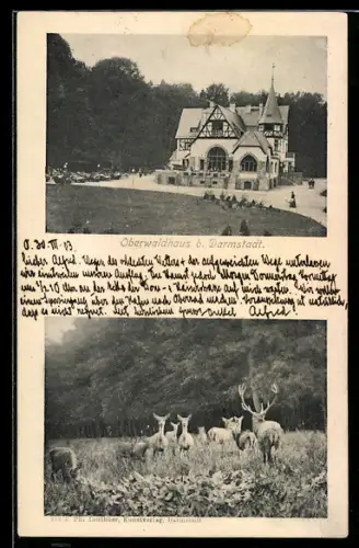 AK Darmstadt, Oberwaldhaus, Damwild im Tiergarten