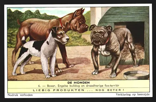 Sammelbild Liebig, Boxer, Engelse bulldog en draadharige fox-terrier