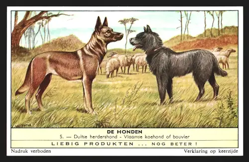 Sammelbild Liebig, Duitse herdershond, Vlaamse koehond of bouvier