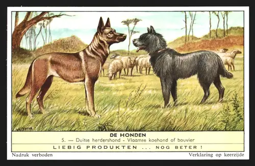 Sammelbild Liebig, Duitse herdershond, Vlaamse koehond of bouvier