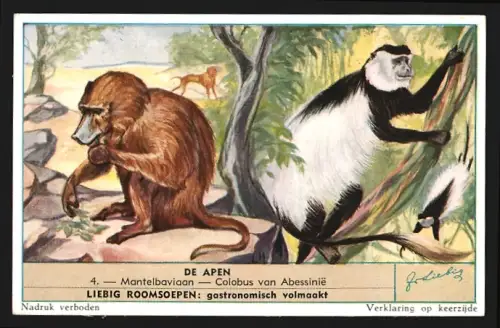 Sammelbild Liebig, Mantelbaviaan, Colobus van Abessinie