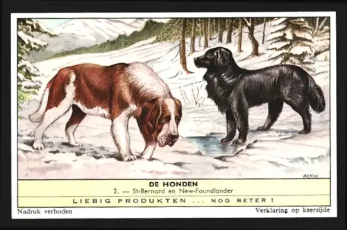 Sammelbild Liebig, St.-Bernard en New-Foundlander