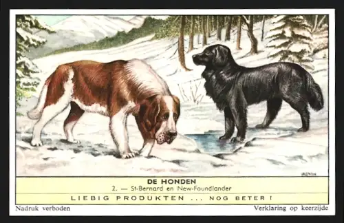 Sammelbild Liebig, St-Bernard en New-Foundlander