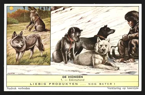 Sammelbild Liebig, Eskimohond
