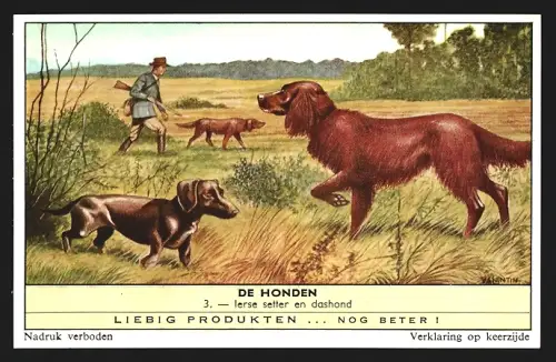 Sammelbild Liebig, Lerse setter en dashond