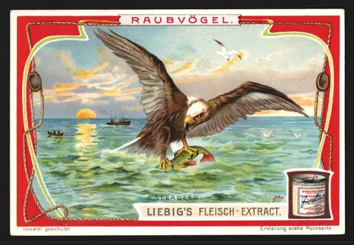 Sammelbild Liebig, Fleisch-Extrakt, Seeadler fängt einen Fisch