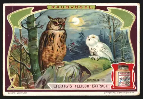 Sammelbild Liebig, Fleisch Extrakt, Serie Raubvögel, Eulen im Mondschein