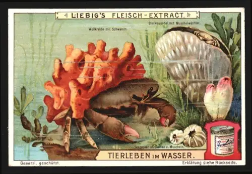 Sammelbild Liebig, Fleisch Extrakt, Serie Tierleben im Wasser, Steckmuschel und Wollkrabbe mit Schwamm