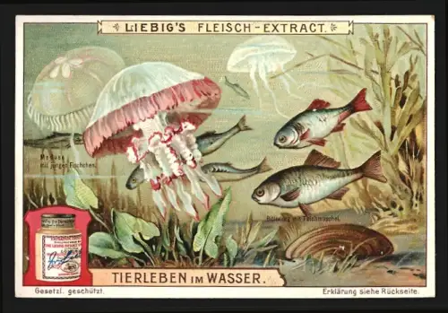 Sammelbild Liebig, Fleisch Extrakt, Serie Tierleben im Wasser, Medusa mit jungen Fischchen und Bitterling