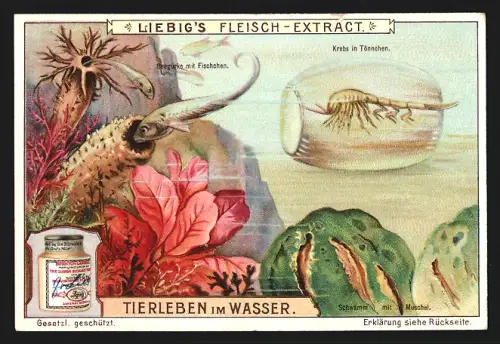 Sammelbild Liebig, Fleisch Extrakt, Serie Tierleben im Wasser, Krebs mit Tönnchen und Seegurke mit Fischchen