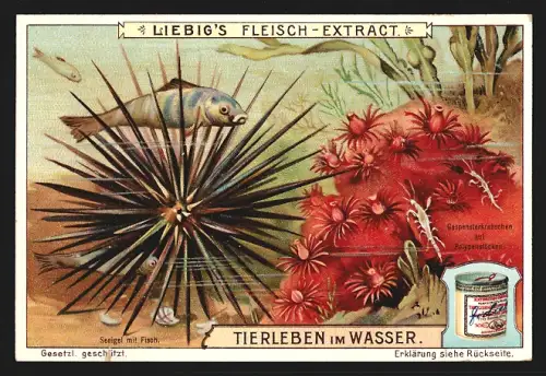 Sammelbild Liebig, Fleisch Extrakt, Serie Tierleben im Wasser, Seeigel mit Fisch und Gespensterkrebschen