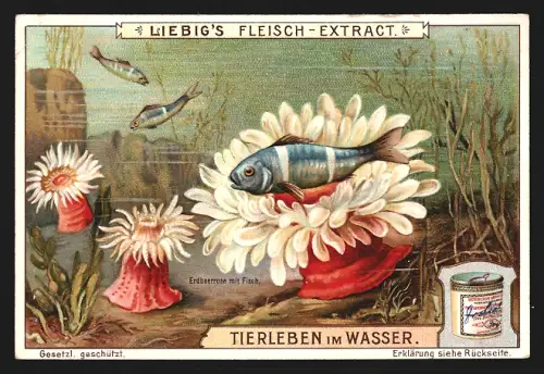 Sammelbild Liebig, Fleisch Extrakt, Serie Tierleben im Wasser, Erdbeerrose mit Fisch