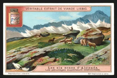 Sammelbild Liebig, Les six zones d`Altitude, Les paturages superieurs