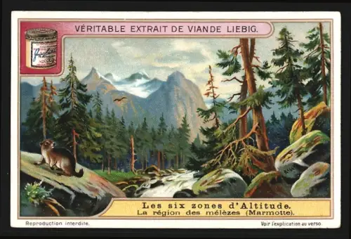 Sammelbild Liebig, Les six zones d`Altitude, La region des mélèzes