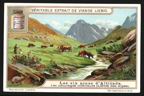 Sammelbild Liebig, Les six zones d`Altitude, Les paturages inferieurs