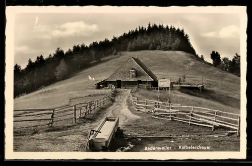 AK Badenweiler, Kälbelescheuer