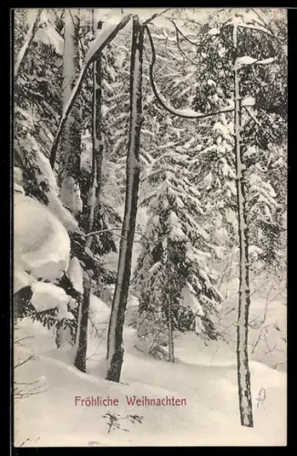 Künstler-AK Brüder Kohn (B.K.W.I) Nr. 2537-4: Tannen im Wald im Winter