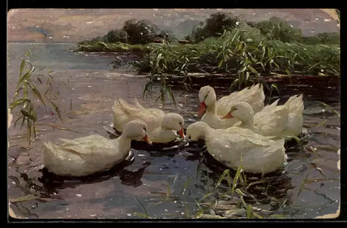 AK Weisse Enten auf Futtersuche
