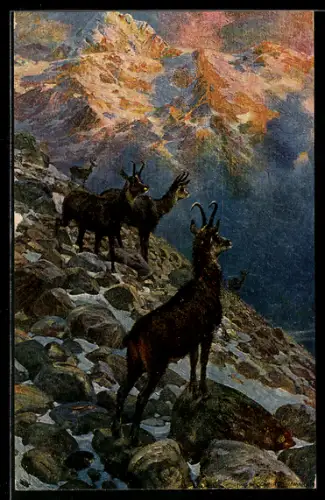 Künstler-AK Imita / A.S.-M. Leipzig Nr. 551: Bergziegen in Felsenlandschaft vor Gletschern
